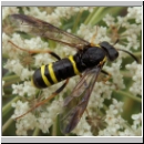 Tenthredo vespa - Blattwespe w09.jpg